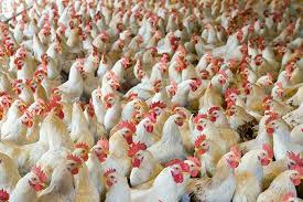 MoFPI1626352593poult.jpg